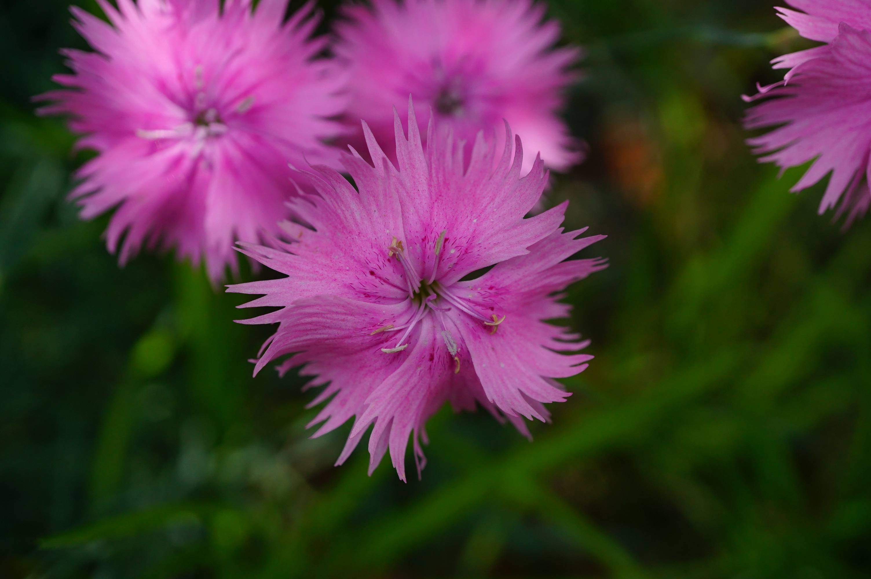 我见到的山东本土植物和园林栽培植物(504)羽瓣石竹(栽培)