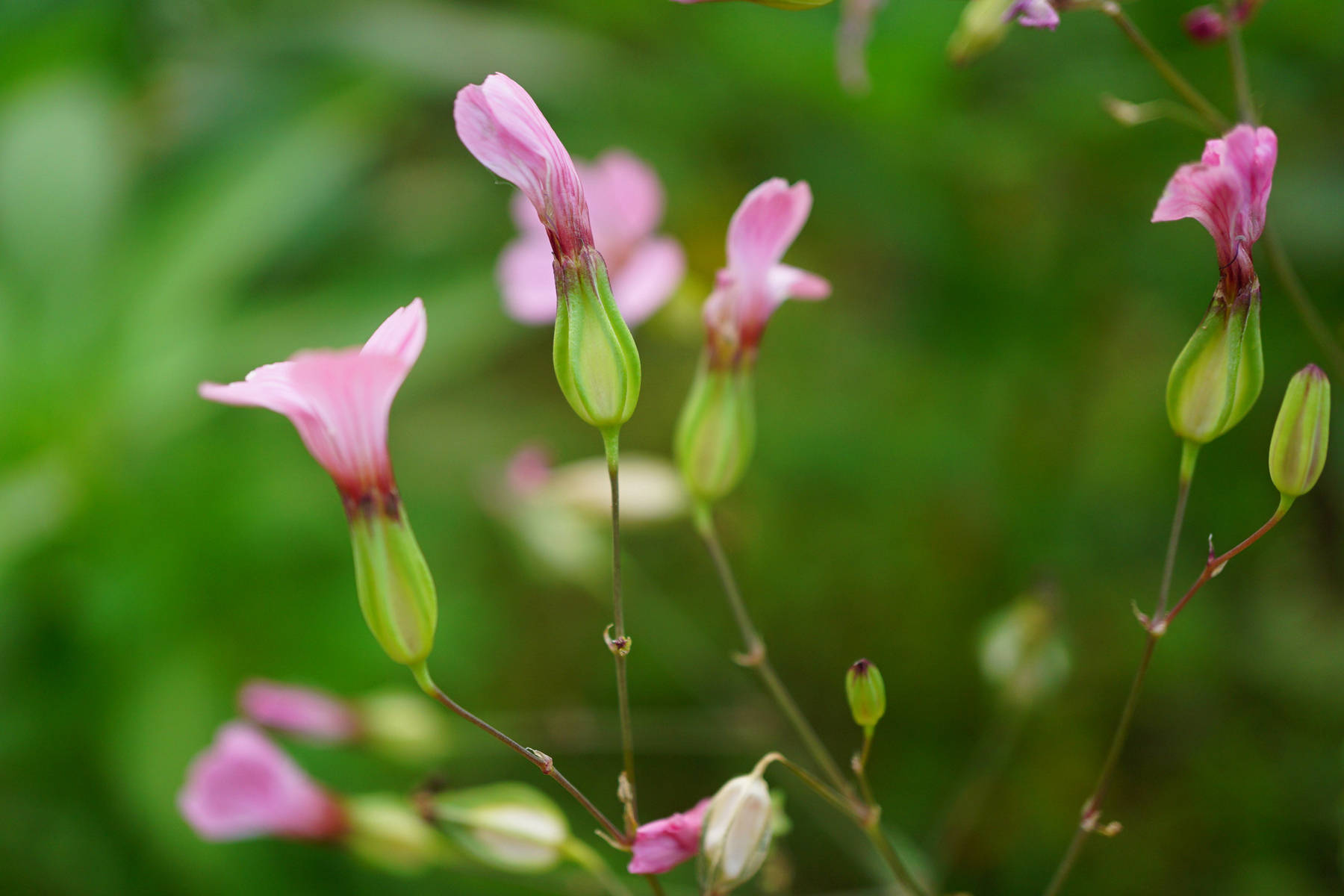 麦蓝菜种植图片