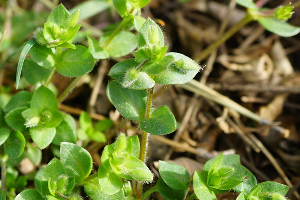 我见到的山东本土植物和园林栽培植物