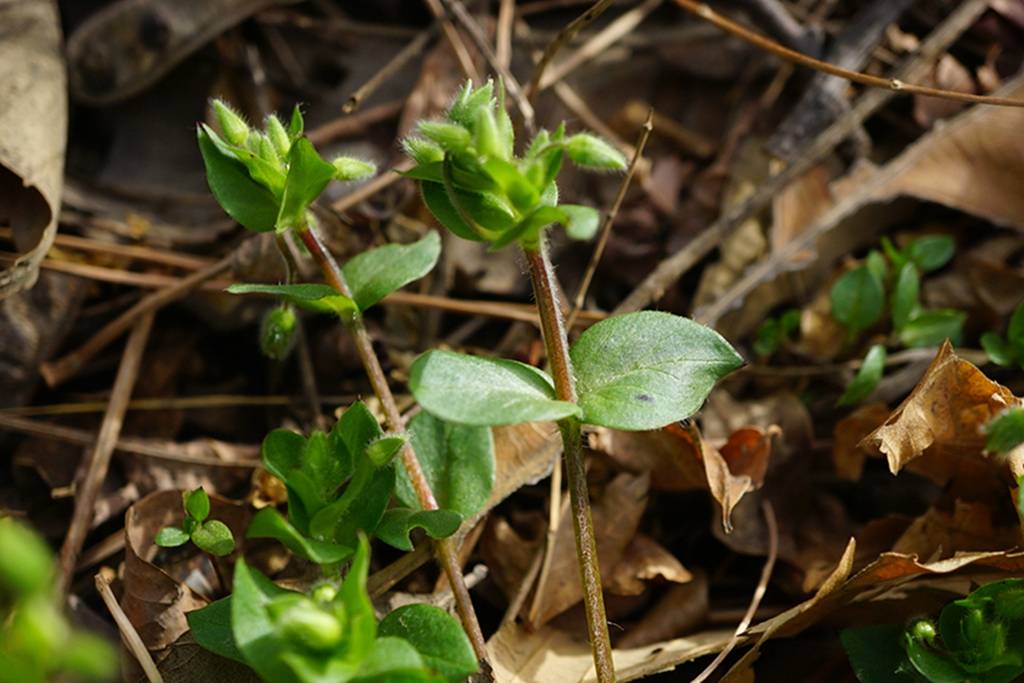 我见到的山东本土植物和园林栽培植物