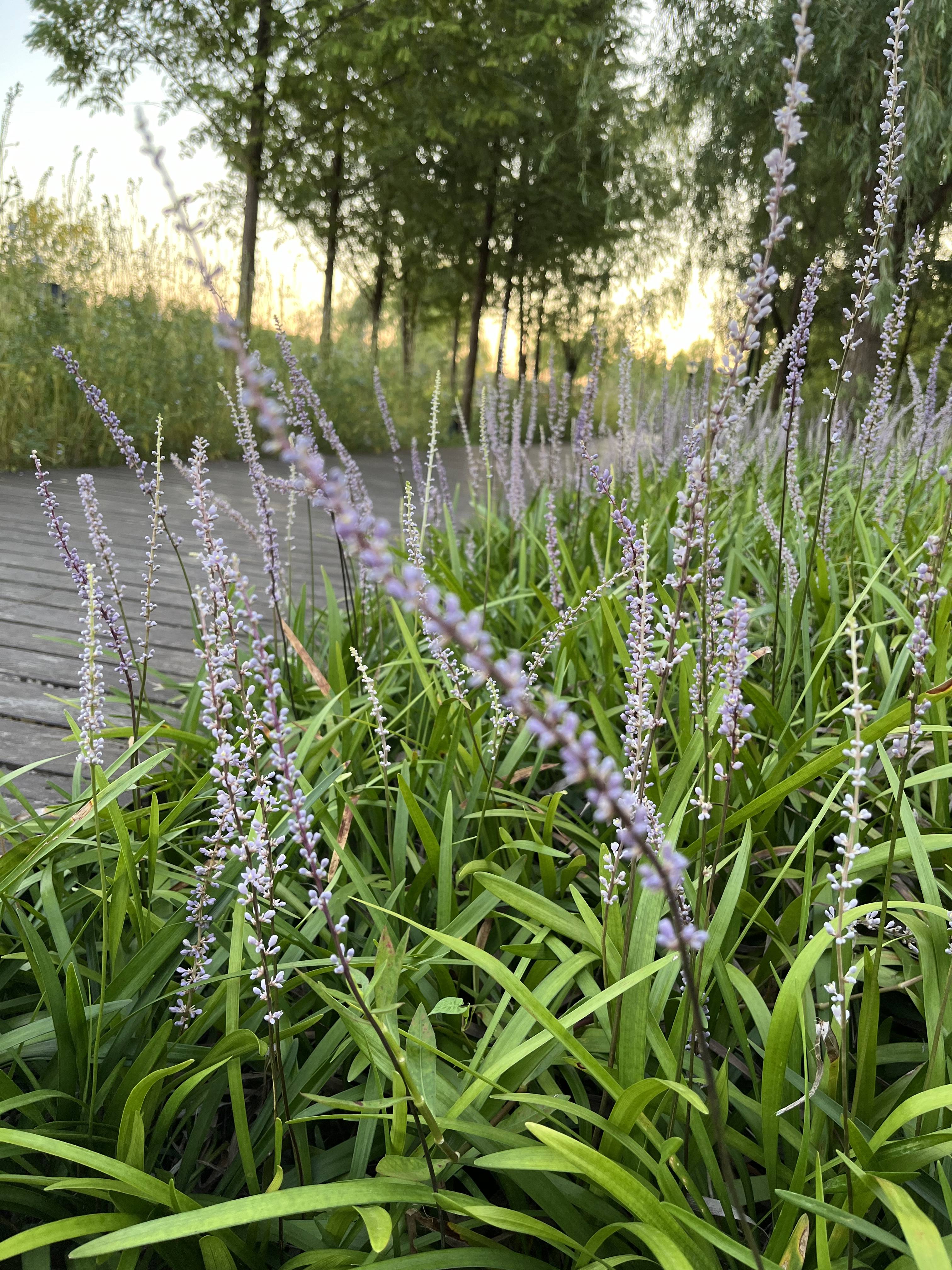 七绝麦冬花图片