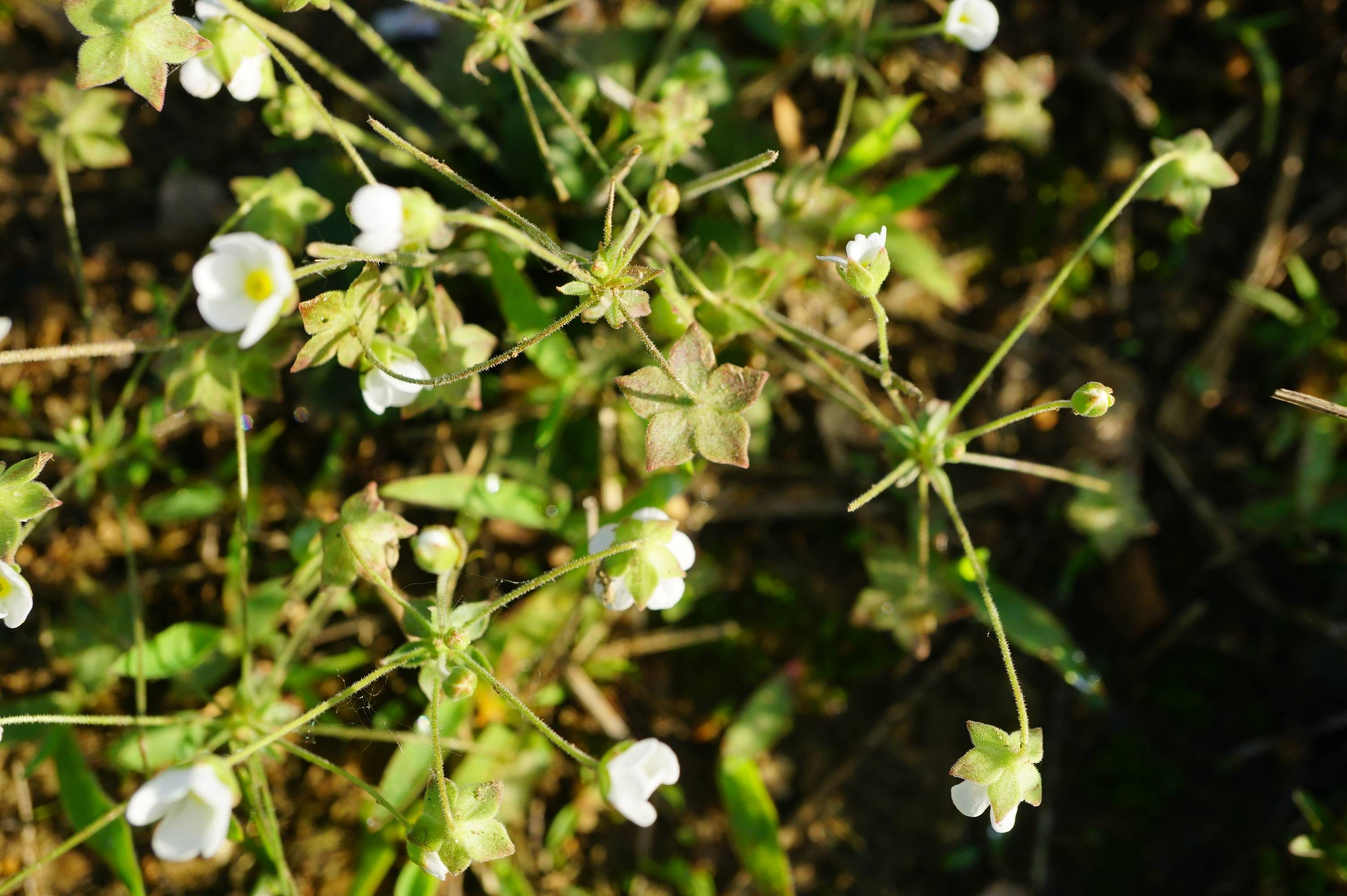 我见到的山东本土植物和园林栽培植物(530)点地梅
