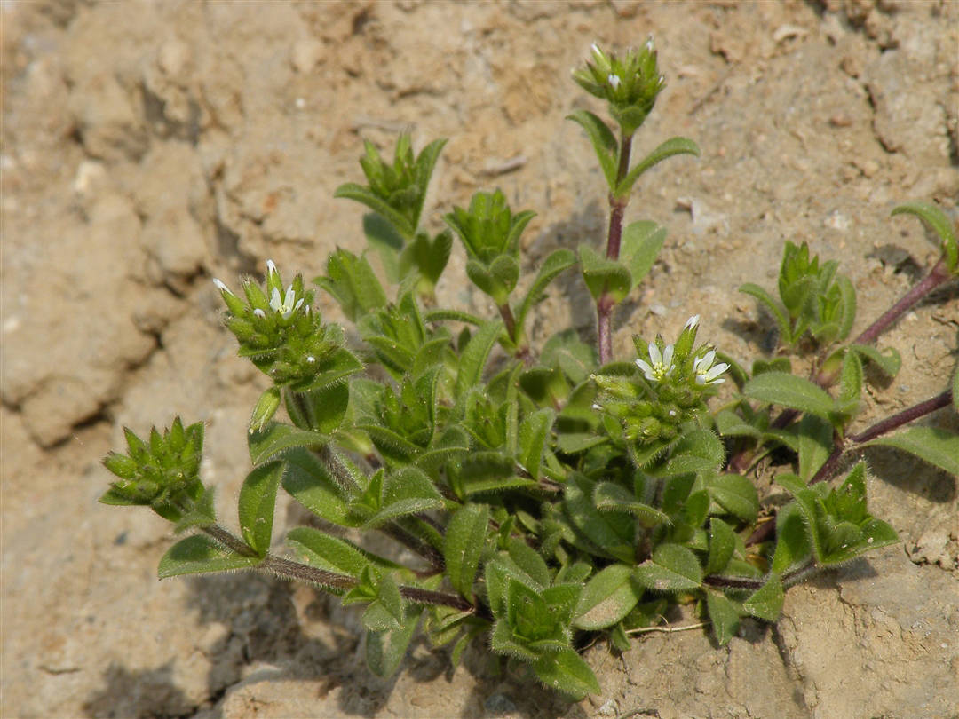我见到的山东本土植物和园林栽培植物(526)球序卷耳