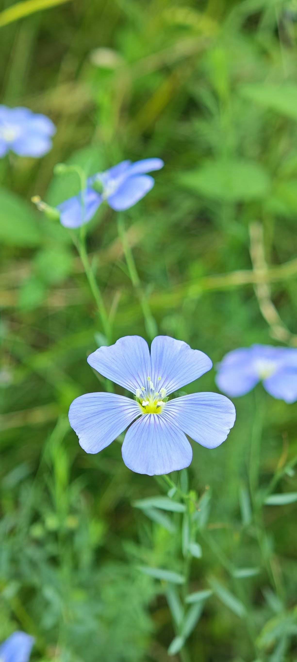 蓝亚麻花的花语图片