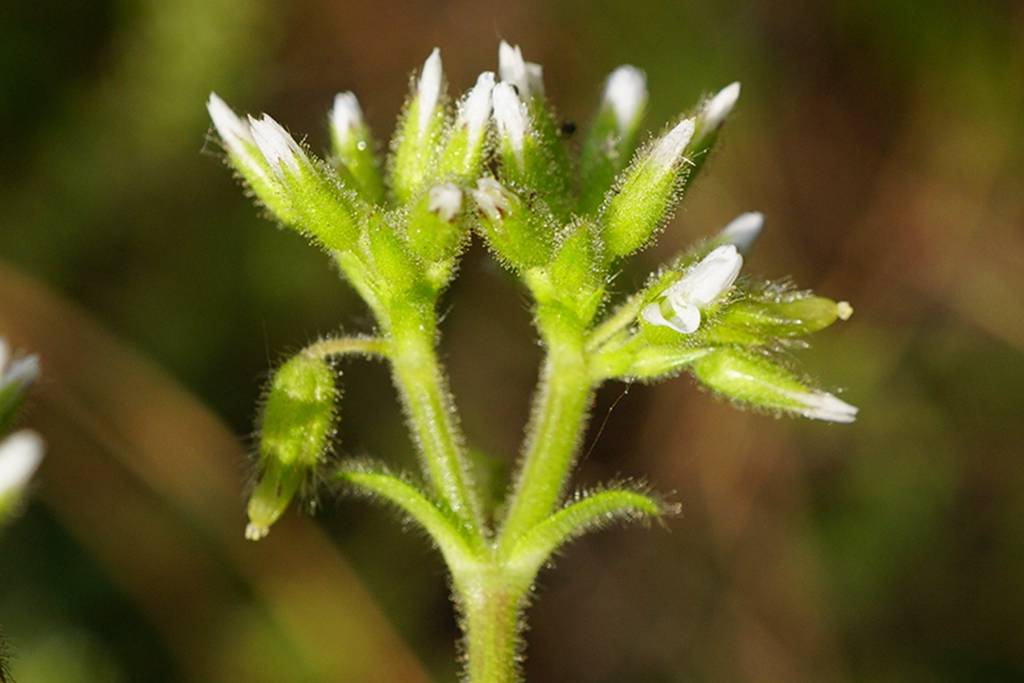 我见到的山东本土植物和园林栽培植物(526)球序卷耳