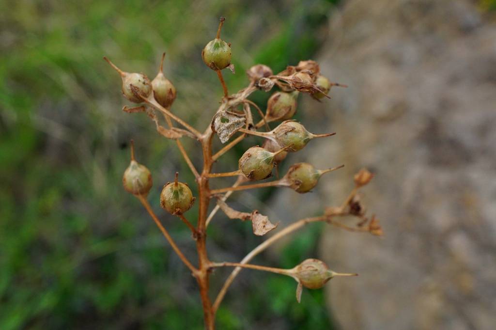 滨海珍珠菜图片