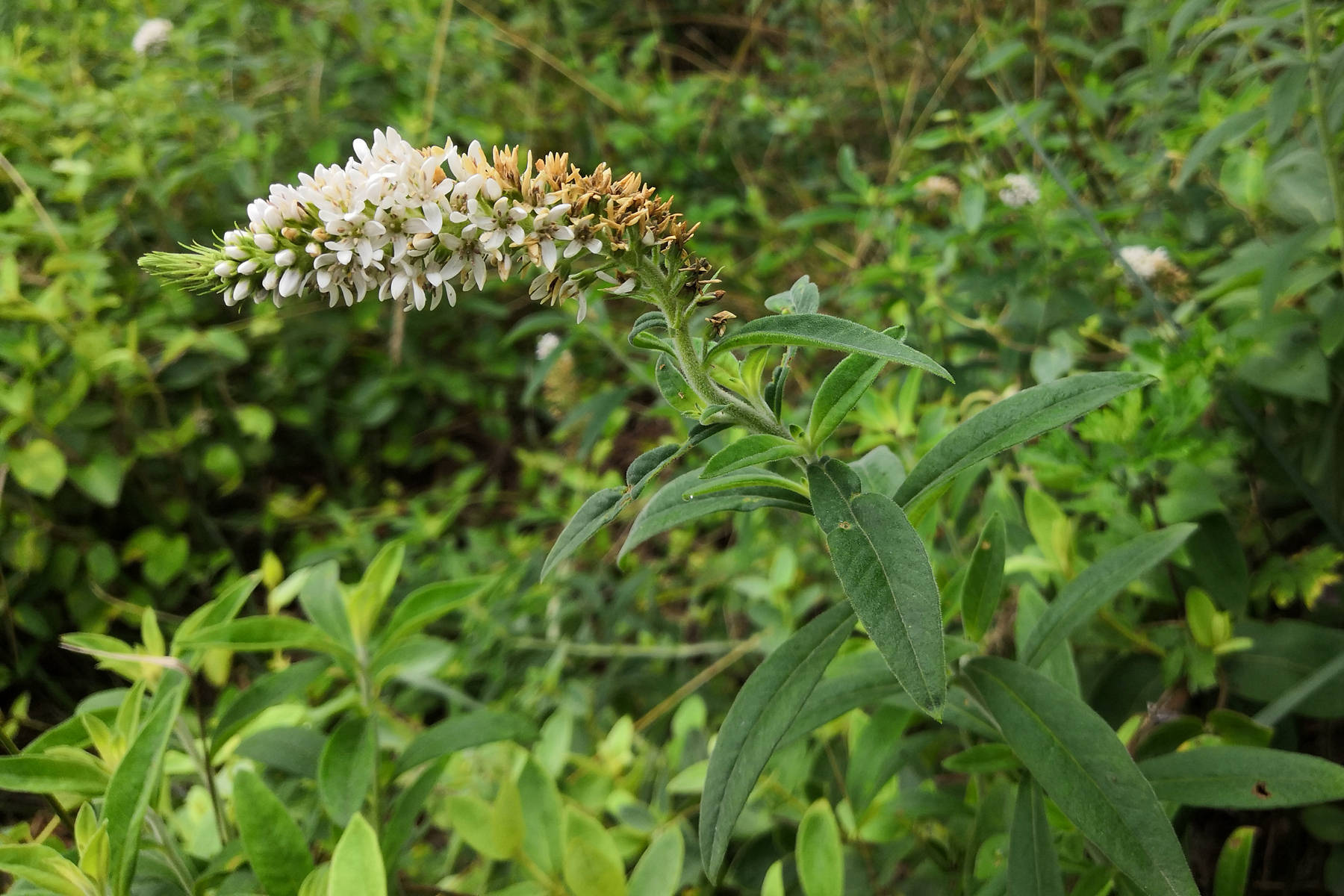 我见到的山东本土植物和园林栽培植物(531)狼尾花