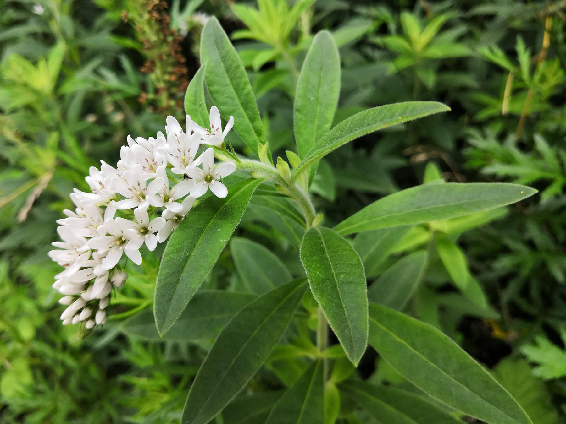 狼尾花花语图片