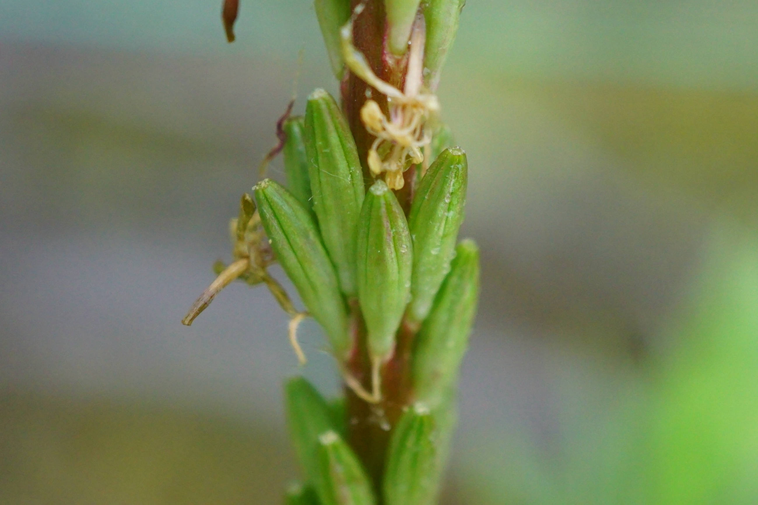我见到的山东本土植物和园林栽培植物(536)小花山桃草