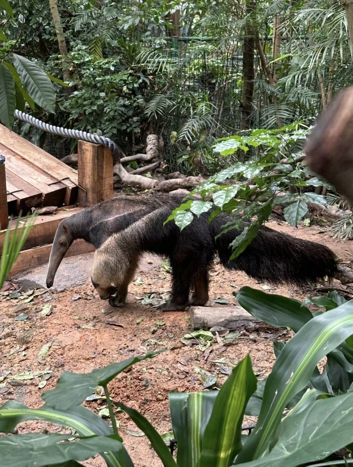 食蚁兽的叫声图片