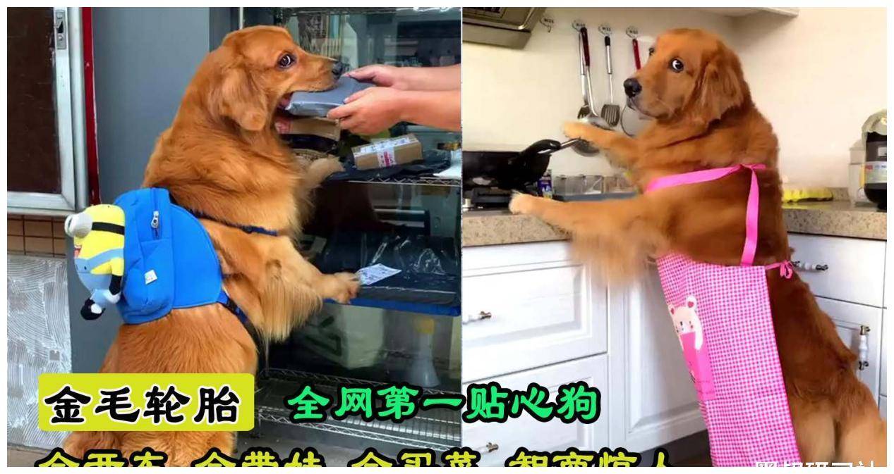 金毛轮胎:全网唯一会开车的狗,开车接小主人放学,网友称已成精