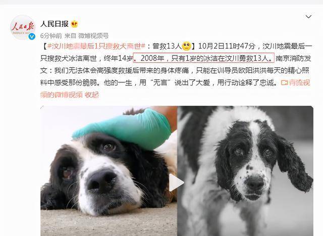 汶川地震最后一只搜救犬离世,一岁时曾勇救13条生命,网友哭了