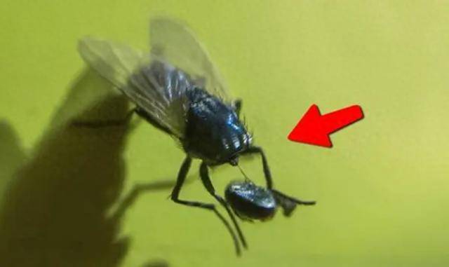 回顾苍蝇为什么总爱搓手,甚至还"把头拧下来玩"无头苍蝇能活吗