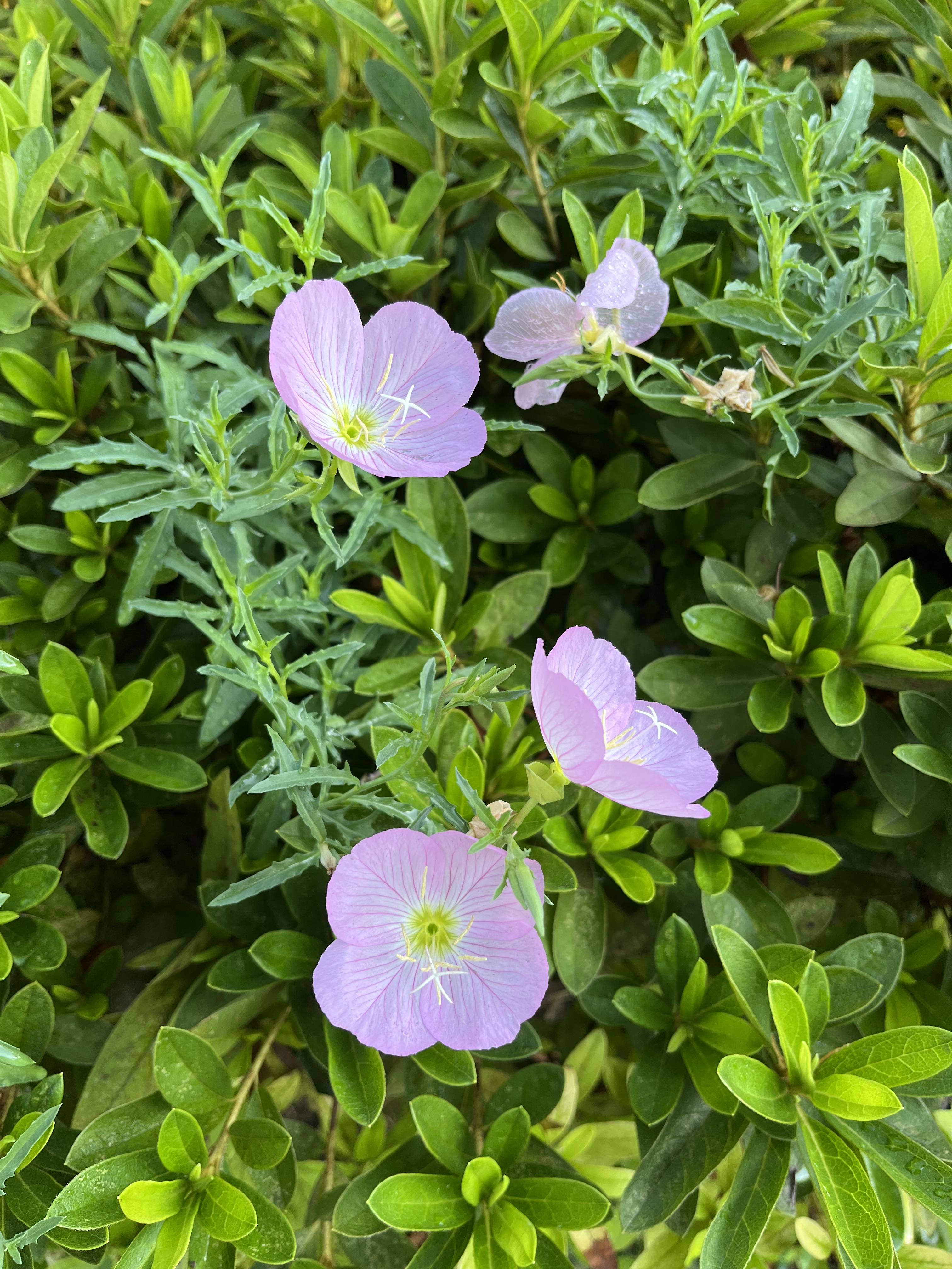 对月草开花图片图片