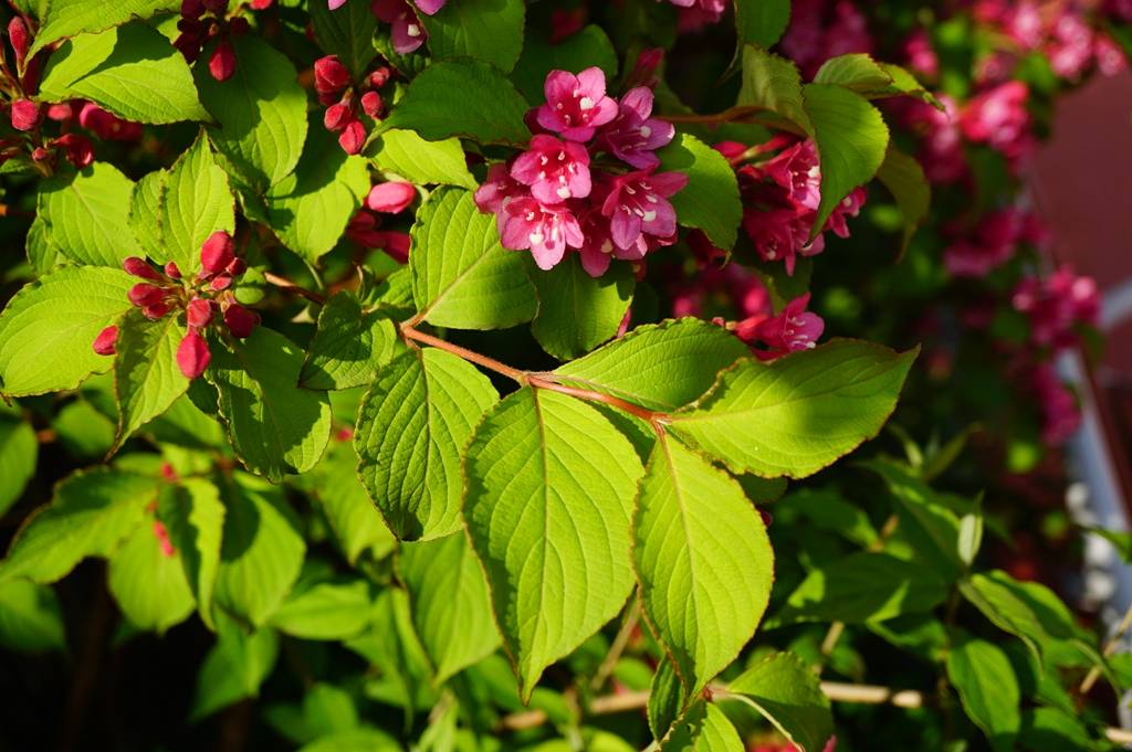 我见到的山东本土植物和园林栽培植物