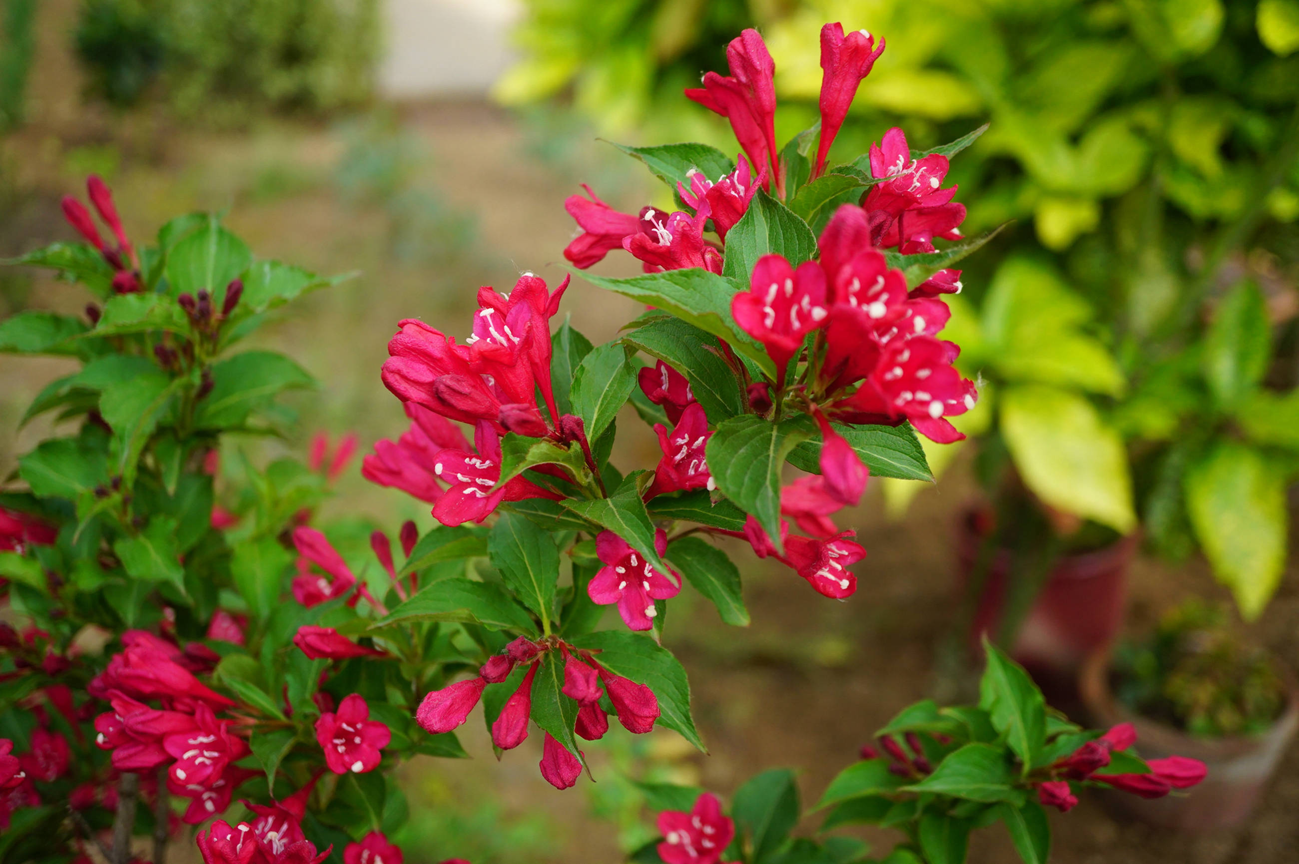我见到的山东本土植物和园林栽培植物