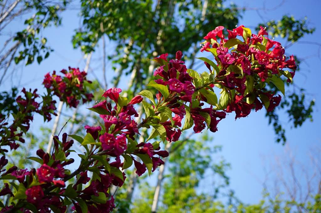 我见到的山东本土植物和园林栽培植物