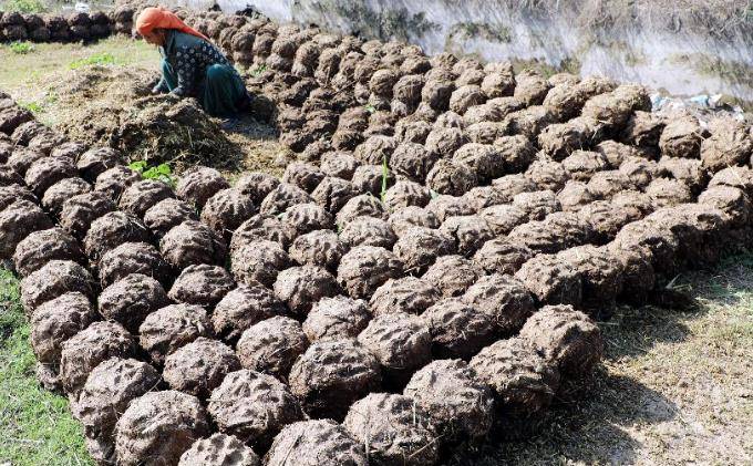 印度"牛粪饼"一盒卖30元,牛粪越多越尊贵,还经常卖脱销
