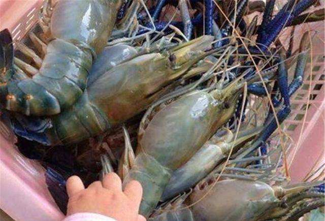 越南大虾在湄公河"泛滥",一个大虾巴掌大,国人敢下嘴吗?