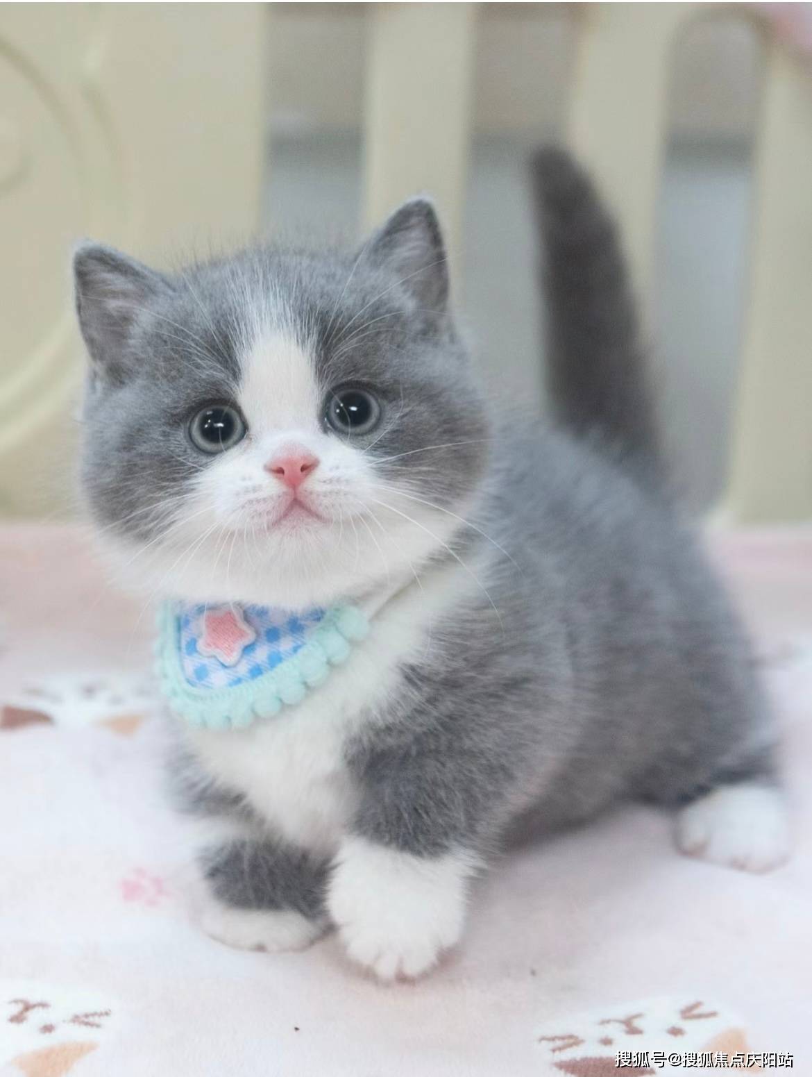 哈尔滨买英短蓝白猫首页网站(哈尔滨香坊区)买英短蓝白猫的地方