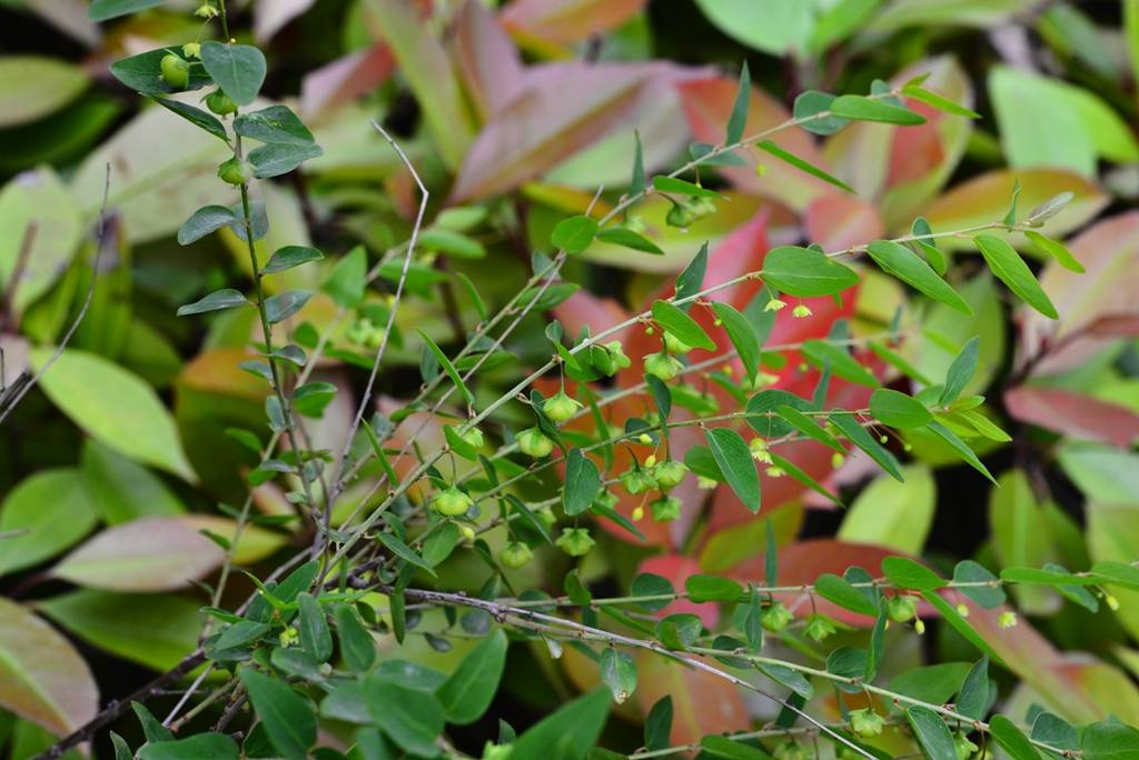 我见到的山东本土植物和园林栽培植物