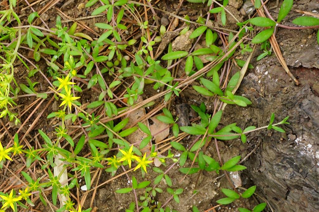 我见到的山东本土植物和园林栽培植物(618)垂盆草