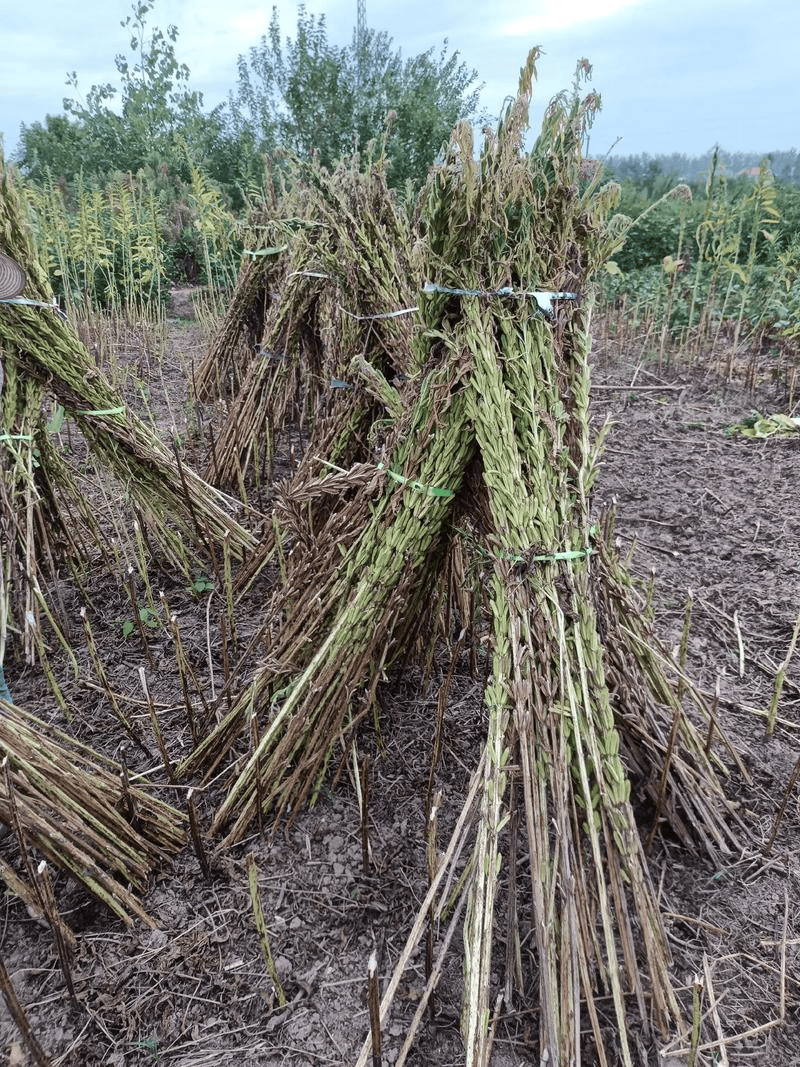 我见到的山东本土植物和园林栽培植物