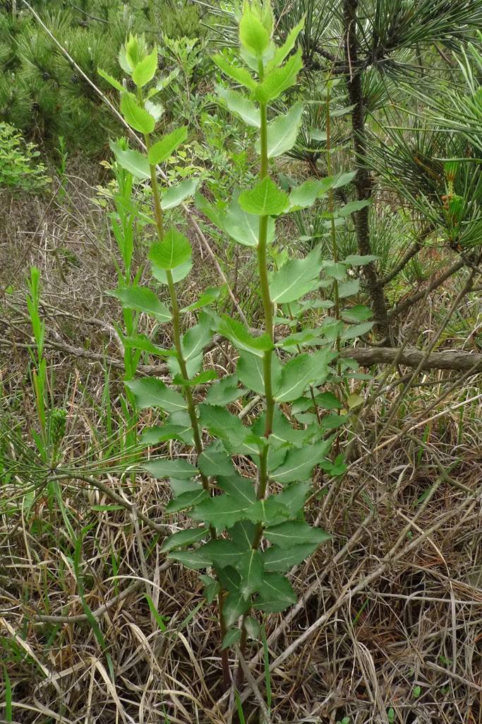 我见到的山东本土植物和园林栽培植物
