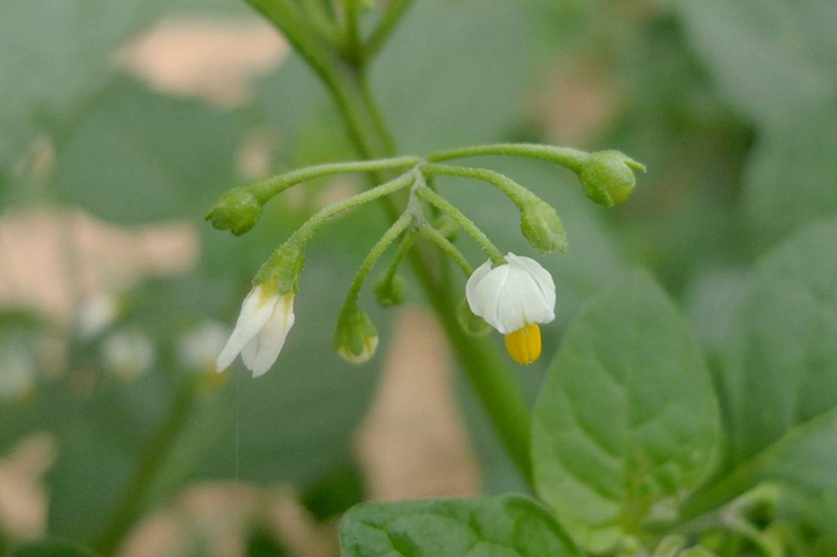 我见到的山东本土植物和园林栽培植物(635)龙葵