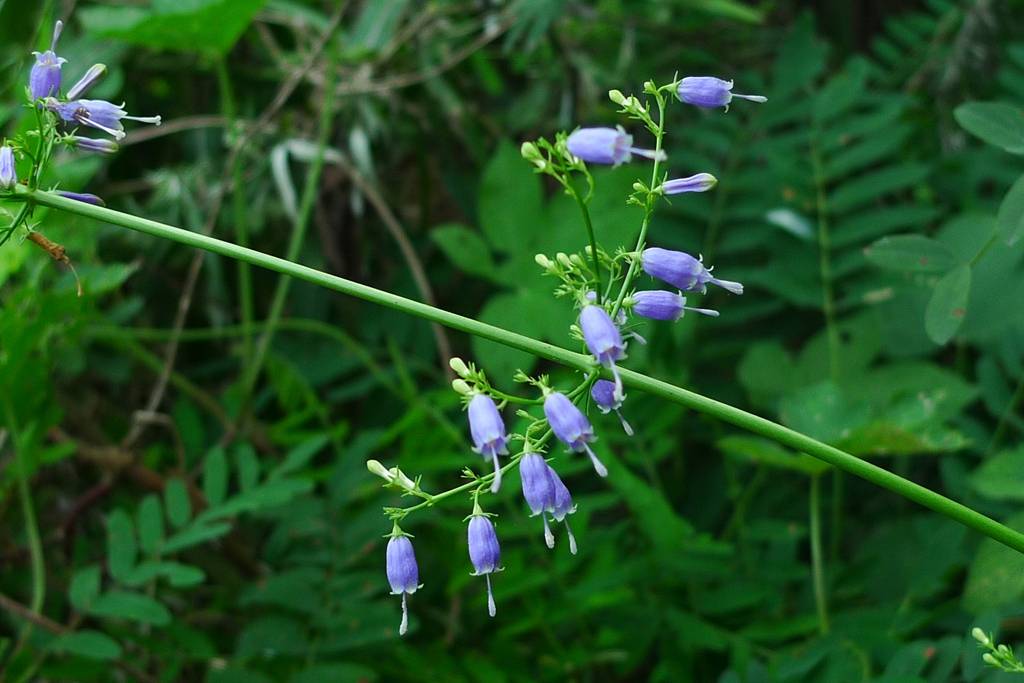 我见到的山东本土植物和园林栽培植物