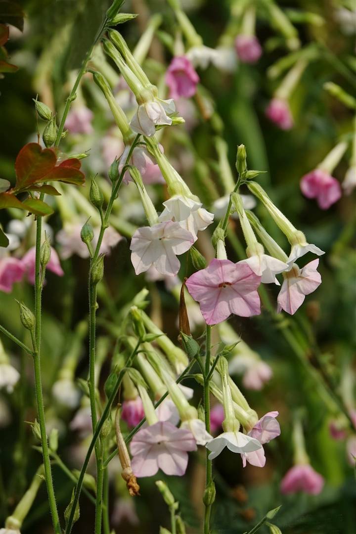 我见到的山东本土植物和园林栽培植物