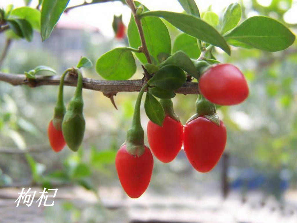 我见到的山东本土植物和园林栽培植物