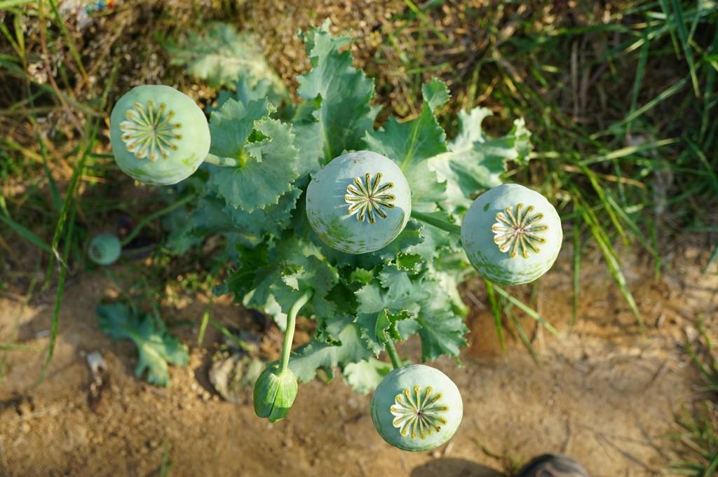 我见到的山东本土植物和园林栽培植物(650)罂粟(栽培)