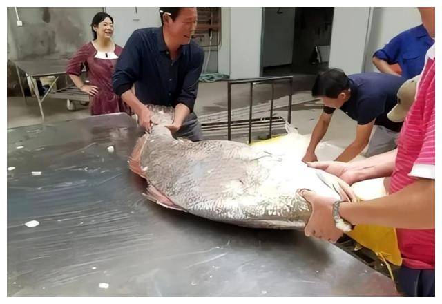 过去,在毛鲿鱼的鱼鳔还没有现在那么值钱的时候,谁家的小孩要是身体不