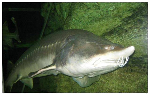 1028斤达氏鳇被渔民误捕,国家以22万元收购,它后来怎么样了?