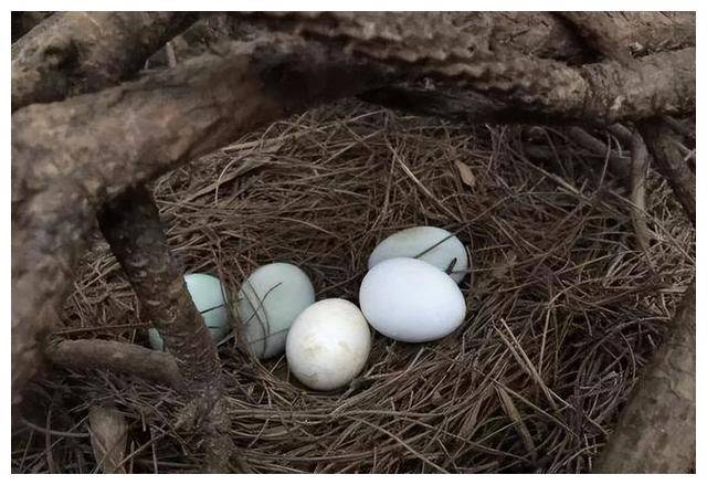 男子山上捡到野鸡蛋,回家孵化后却被判刑,竟然是国家保护动物