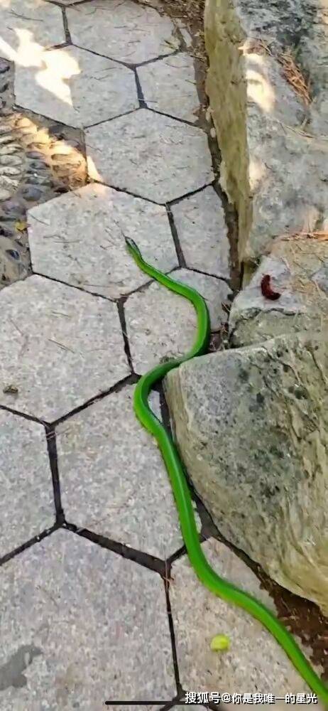 江西赣州,有市民在森林公园,拍到条和青草一样青的怪蛇