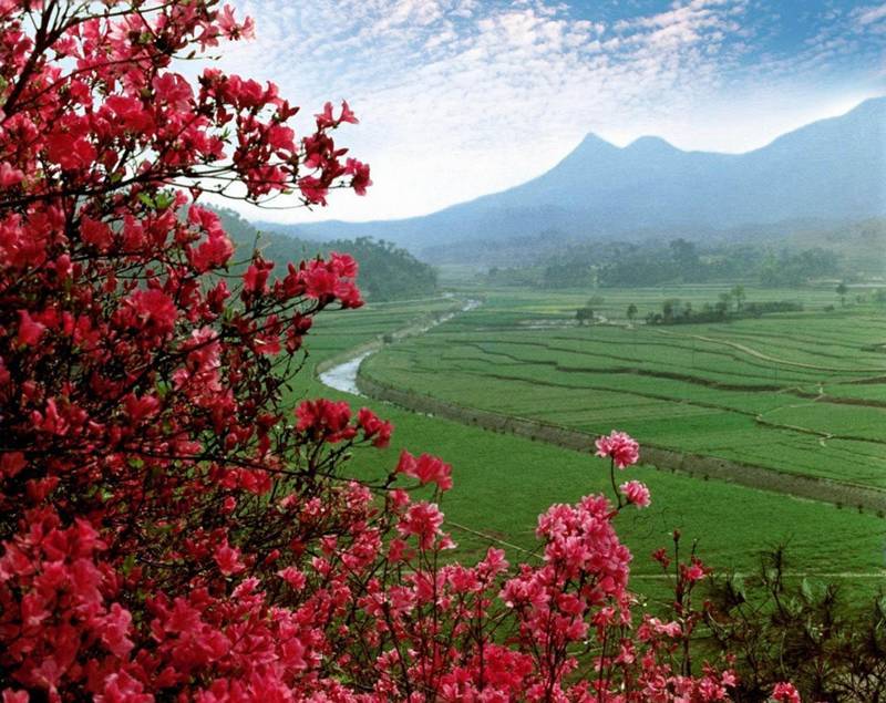 红林花海 韶山图片