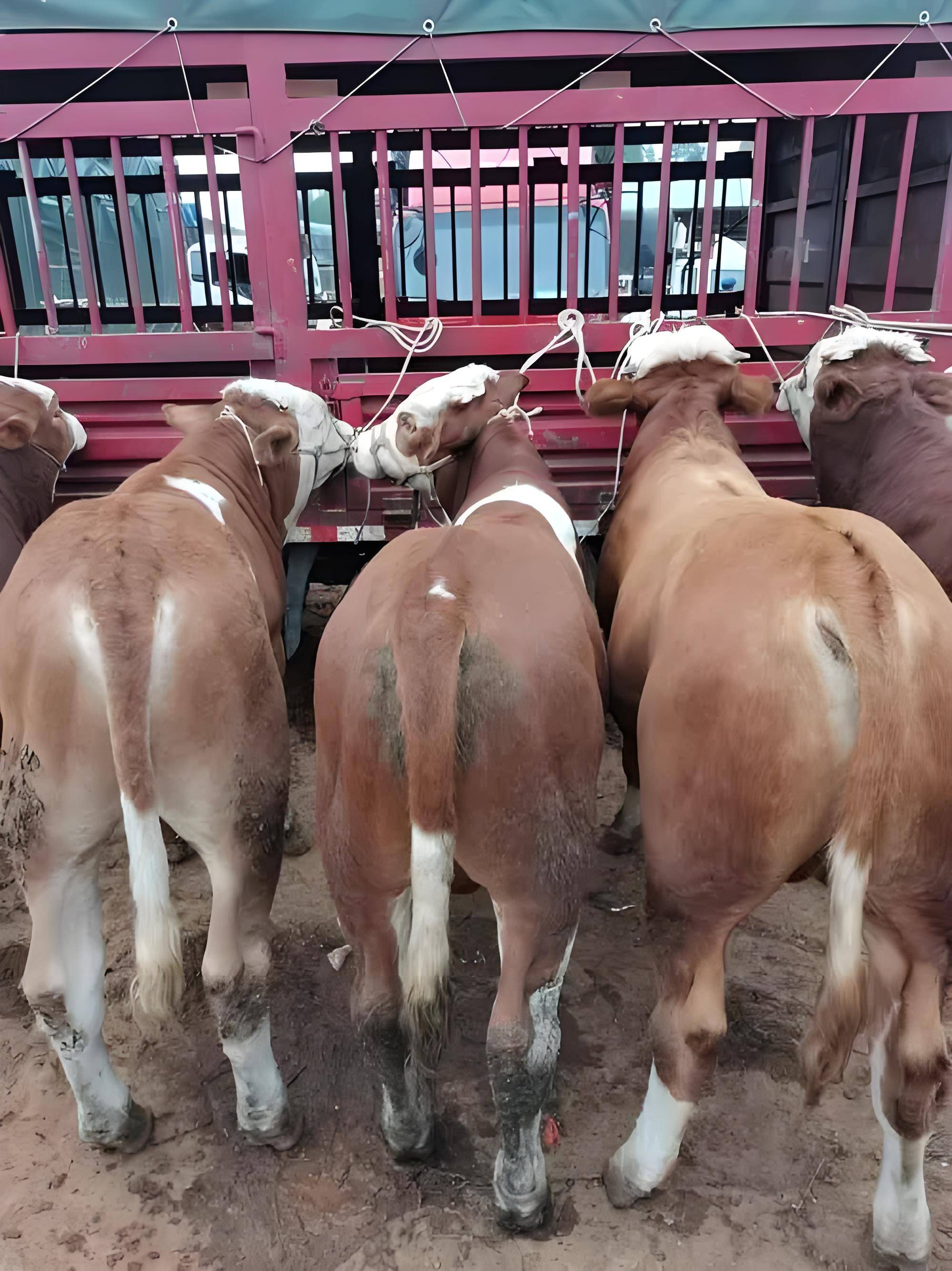 养殖肉牛前景如何(肉牛养殖前景与利润)