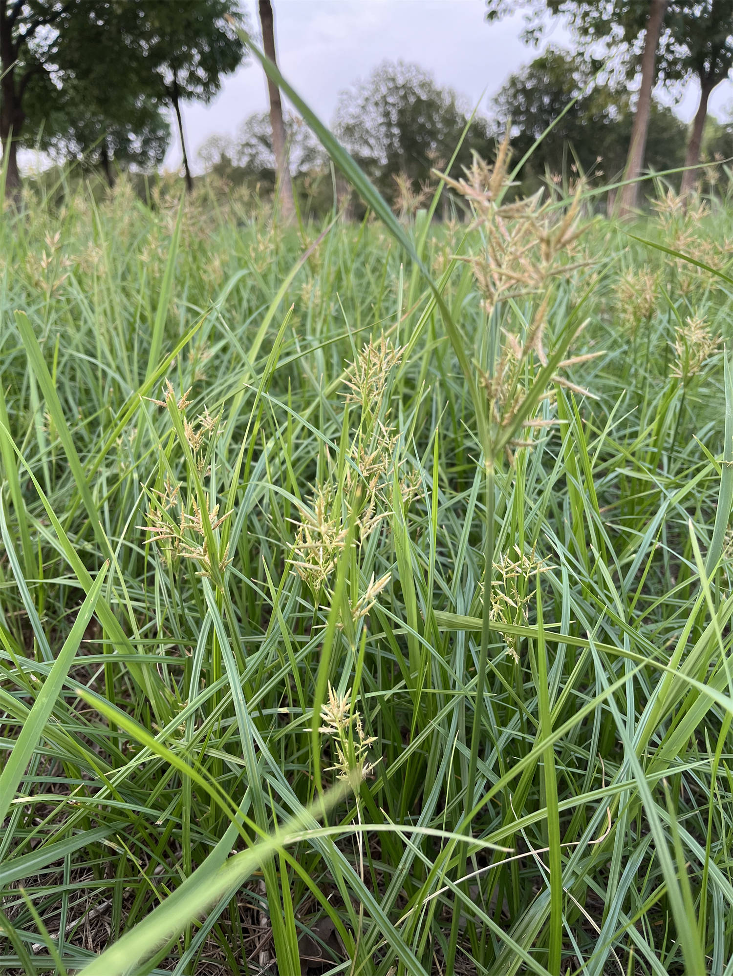 花草世界之48:香附子