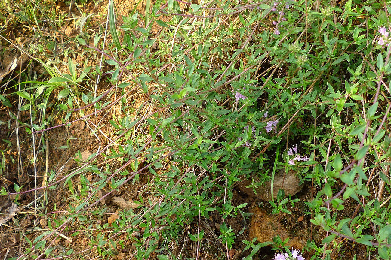 我见到的山东本土植物和园林栽培植物