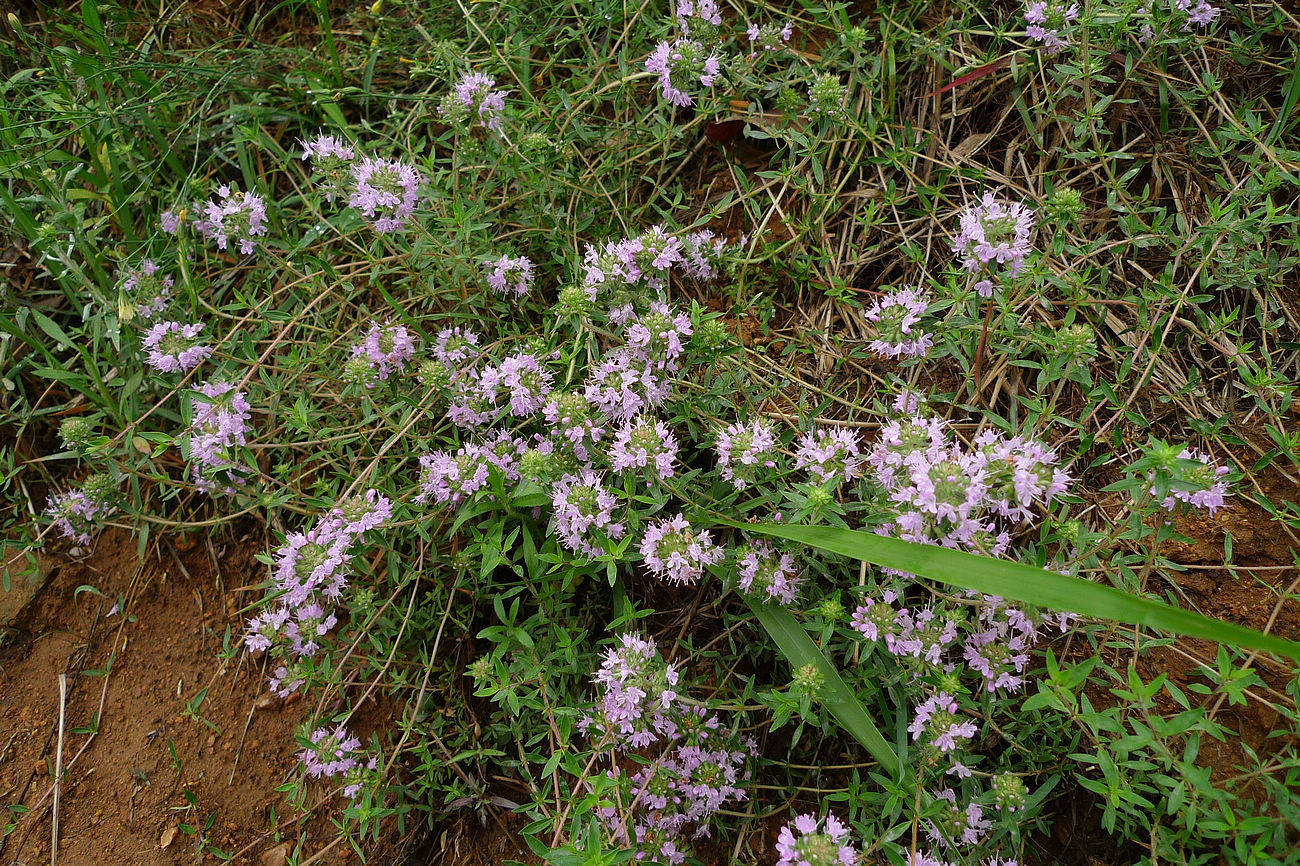 我见到的山东本土植物和园林栽培植物