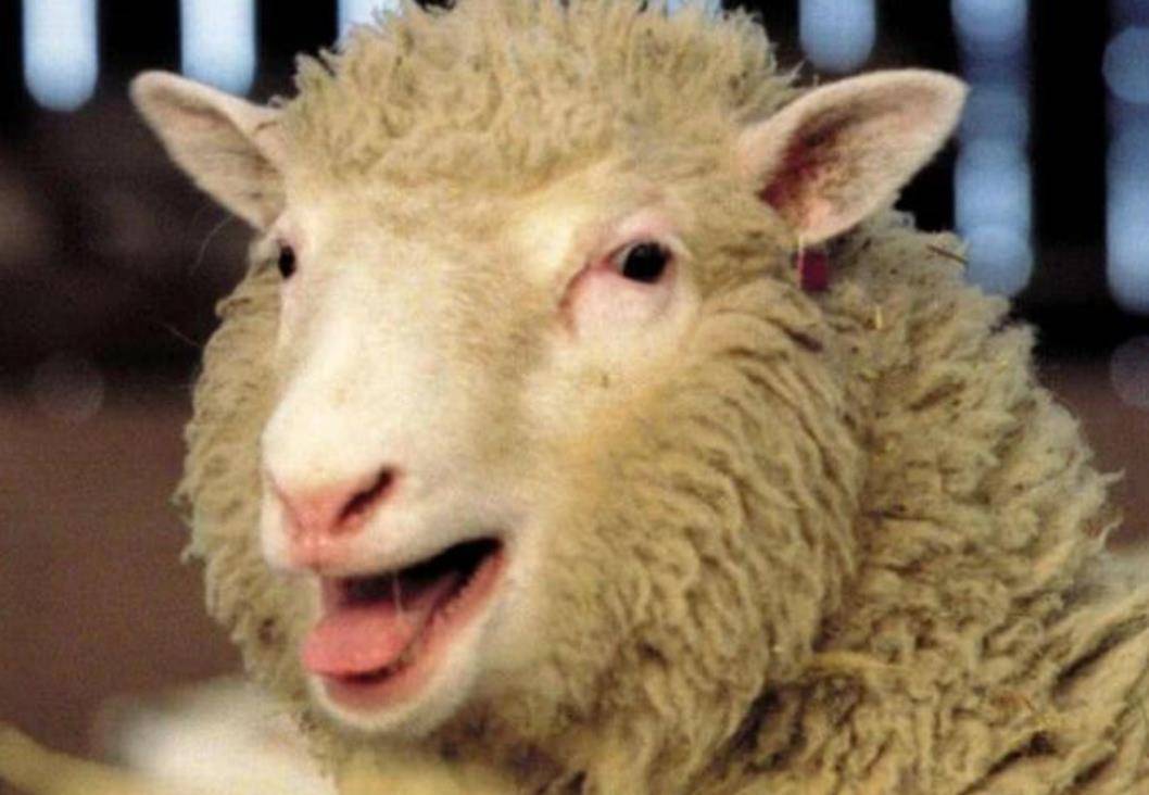 25年前就造出克隆羊,为何不克隆人?看看克隆羊的下场有多么恐怖