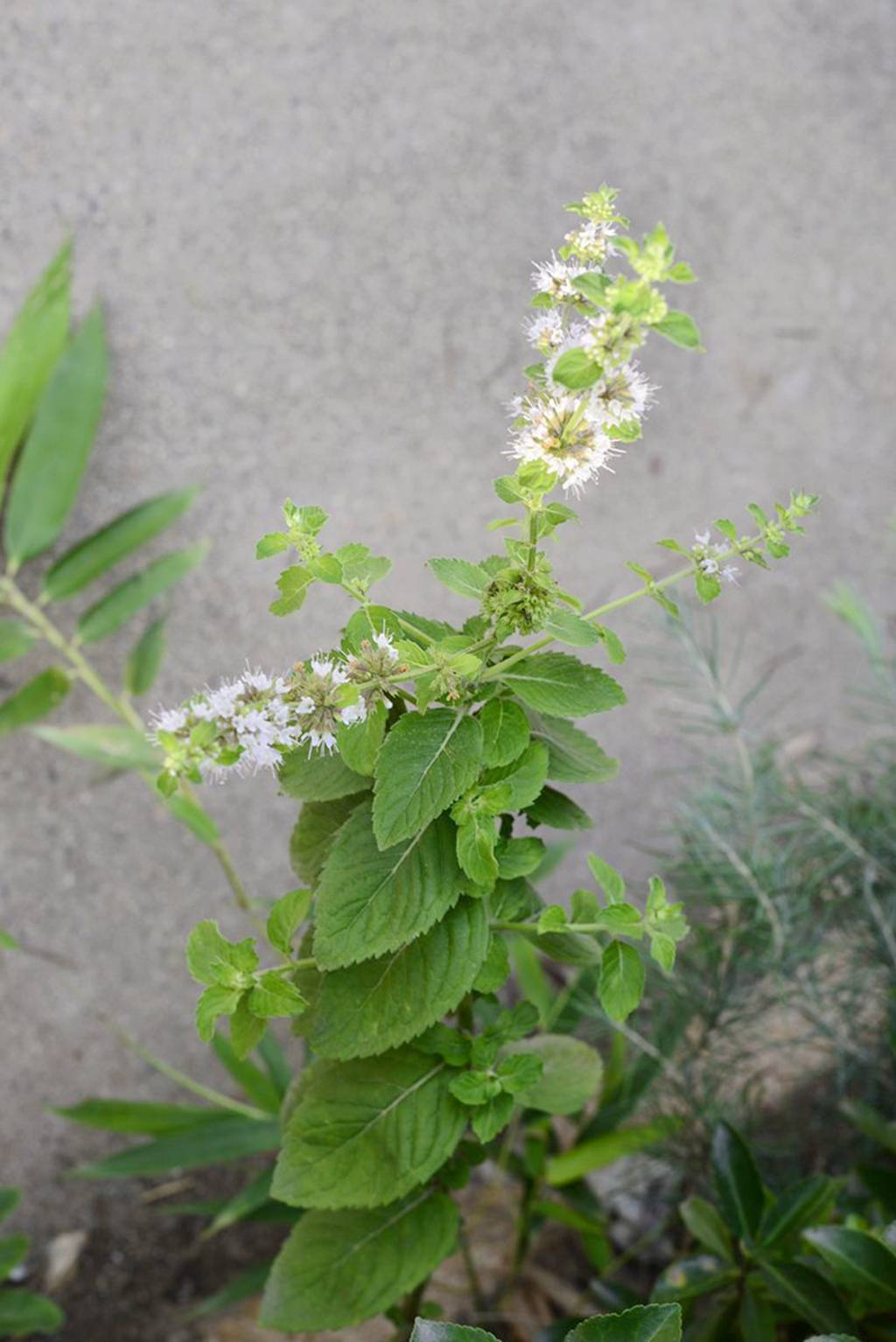 我见到的山东本土植物和园林栽培植物(743)皱叶留兰香