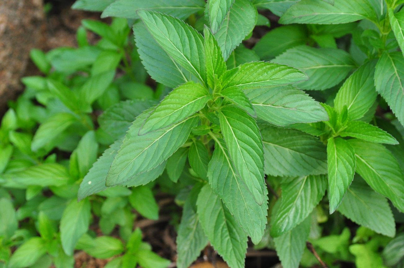 我见到的山东本土植物和园林栽培植物(741)东北薄荷