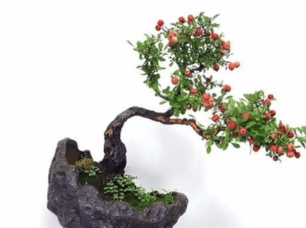 原创北方玩盆景,不要忽略这个山楂树,如此获取基本没难度,好看好养