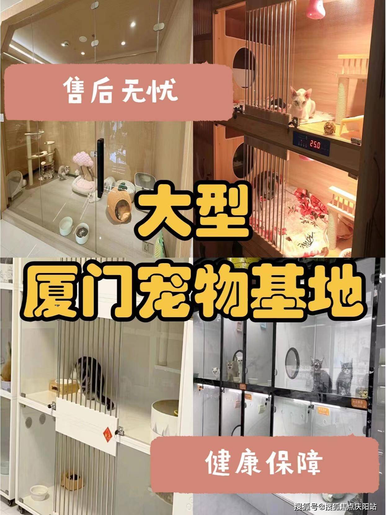 厦门思明区买拉布拉多犬多少钱一只?