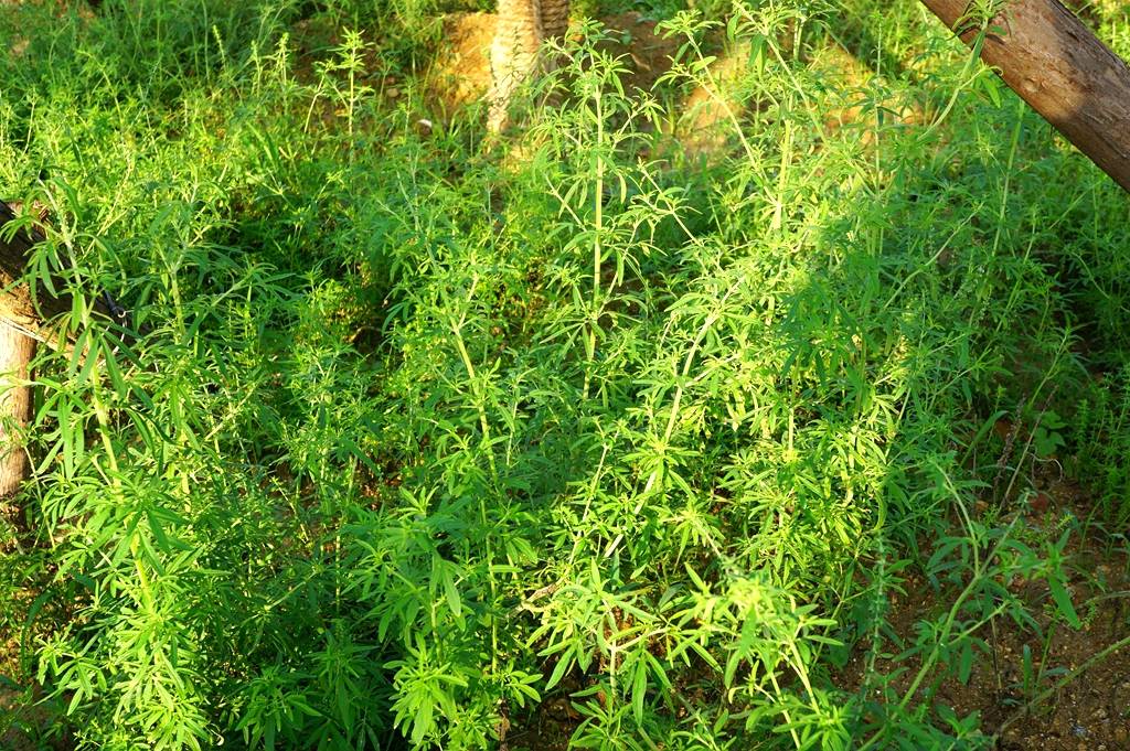 我见到的山东本土植物和园林栽培植物