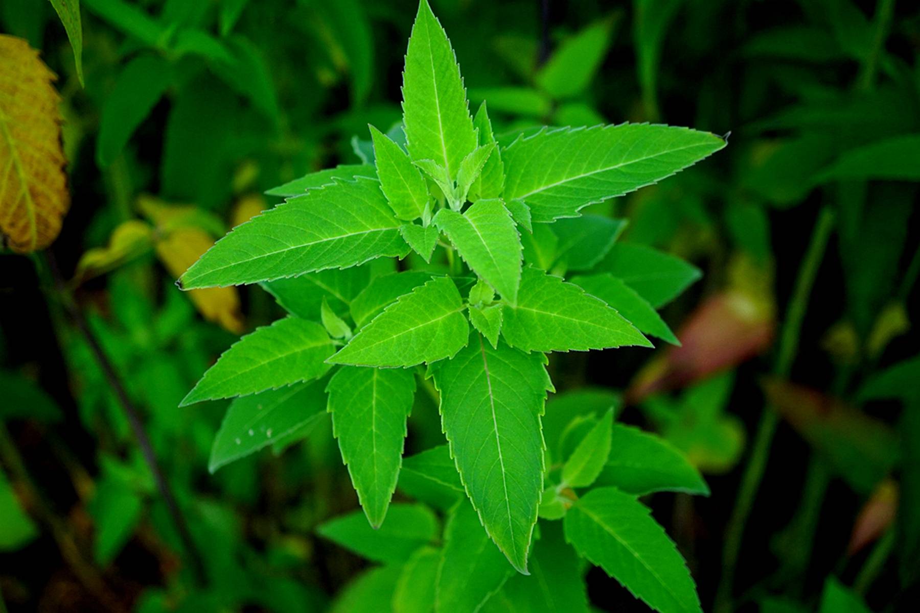我见到的山东本土植物和园林栽培植物(758)美国薄荷