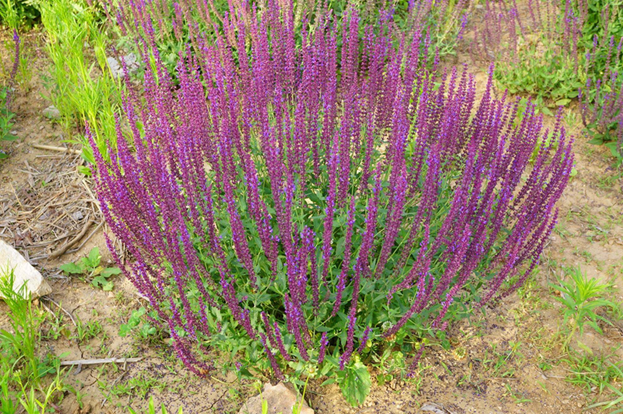 芡欧鼠尾草的生长环境图片